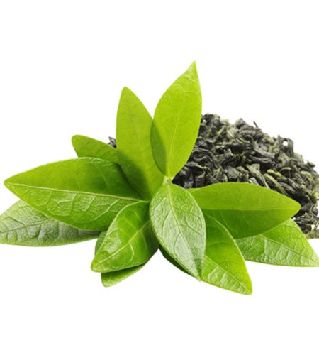 greenteaplant